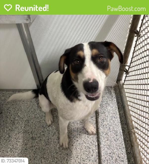 Reunited Female Dog last seen Port St. Lucie, Port St. Lucie, FL 34986