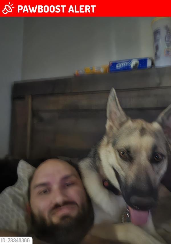 Lost Female Dog last seen Toulomne rd, Tuolumne County, CA 95370