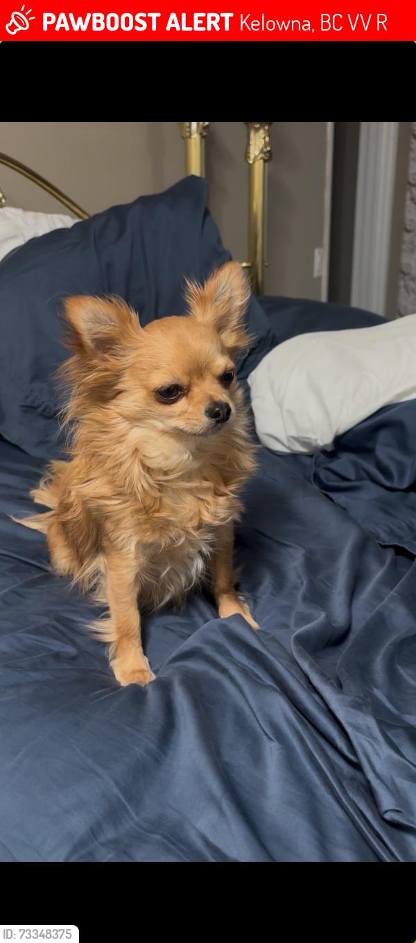 Lost Male Dog last seen Commonwealth rd Lake Country, Kelowna, BC V4V 1R5