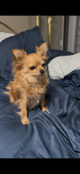 Lost Male Dog last seen Commonwealth rd Lake Country, Kelowna, BC V4V 1R5