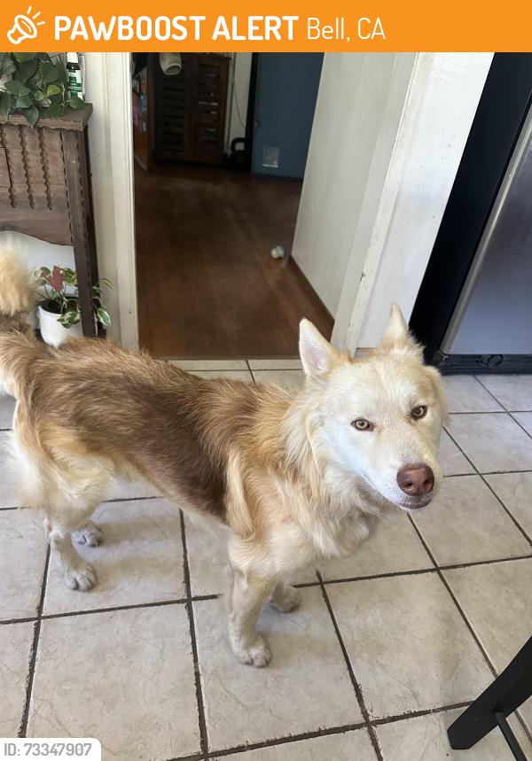 Found/Stray Male Dog last seen Bear avs, Bell, CA 90201