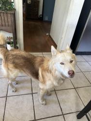 Found/Stray Male Dog last seen Bear avs, Bell, CA 90201