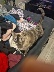 Lost Female Cat last seen Carson rawlings newell citigo, Chattanooga, TN 37406