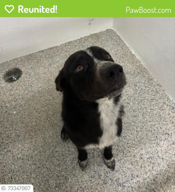 Reunited Male Dog last seen Port St. Lucie, Port St. Lucie, FL 34986