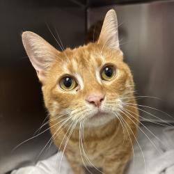 Shelter Stray Female Cat last seen SE Spring Creek, Port Orchard, WA, 98367, 9167 Dickey Rd NW, Silverdale, WA 98383, USA
