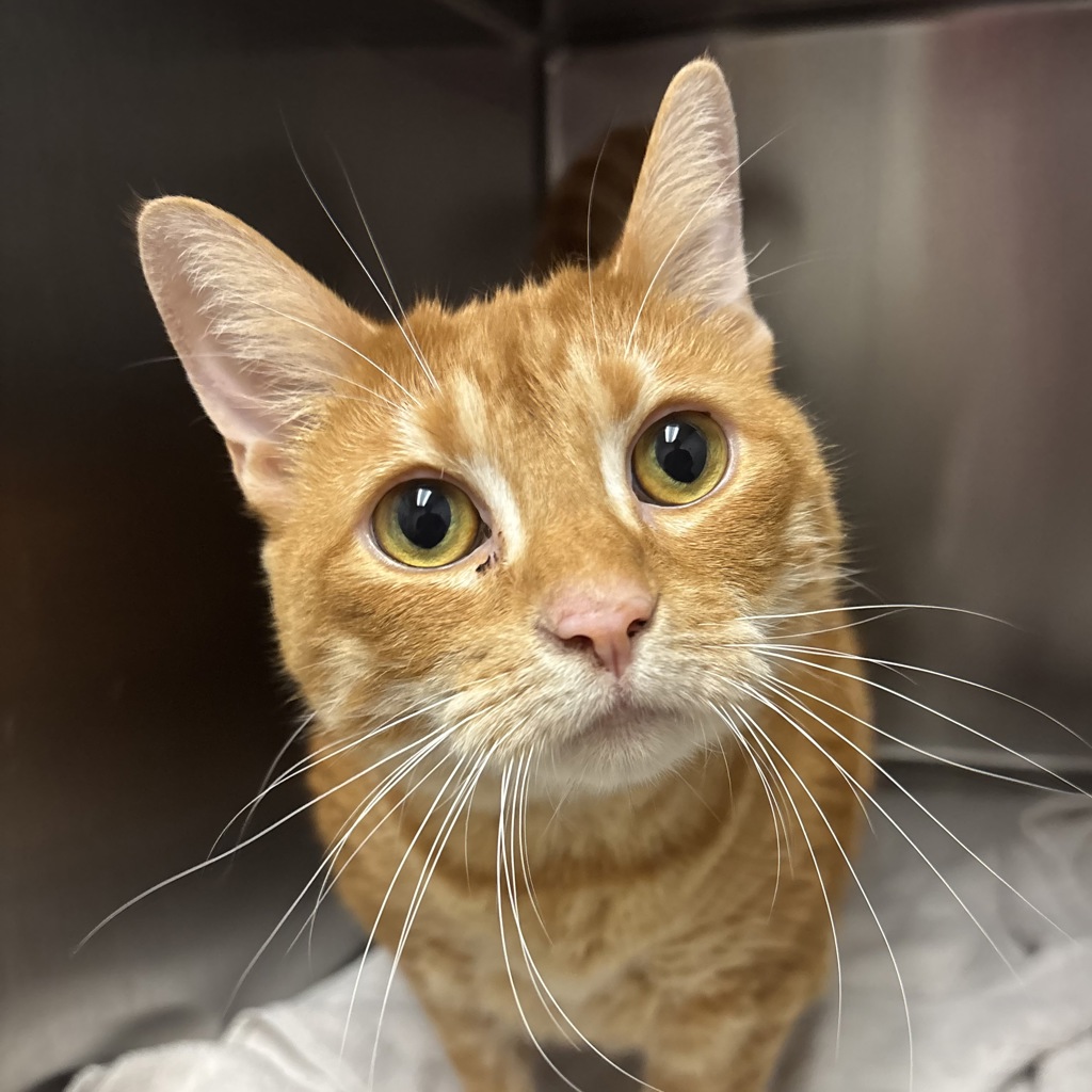 Shelter Stray Female Cat last seen SE Spring Creek, Port Orchard, WA, 98367, 9167 Dickey Rd NW, Silverdale, WA 98383, USA