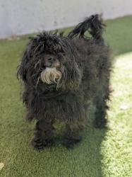 Shelter Stray Male Dog last seen Near Riverside Drive, SALT LAKE CITY, UT, 84104, 511 W 3900 S, Salt Lake City, UT 84123, USA