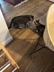 Reunited Male Cat last seen Ainsworth Dr and Bennington, Greensboro, NC 27410