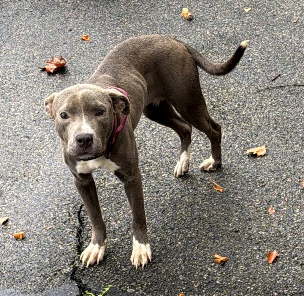 Shelter Stray Female Dog last seen Henderson Avenue, STATEN ISLAND, NY, 10310, 3139 Veterans Rd W, Staten Island, NY 10309, USA