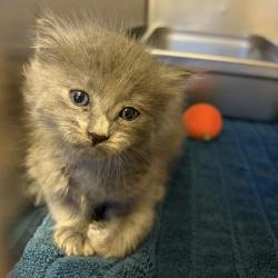 Shelter Stray Male Cat last seen Chestnut Street, LIVERMORE, CA, 94551, 8323 Baldwin St, Oakland, CA 94621, USA