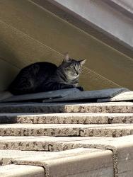 Lost Male Cat last seen Wilt Rd, Fallbrook, CA 92028