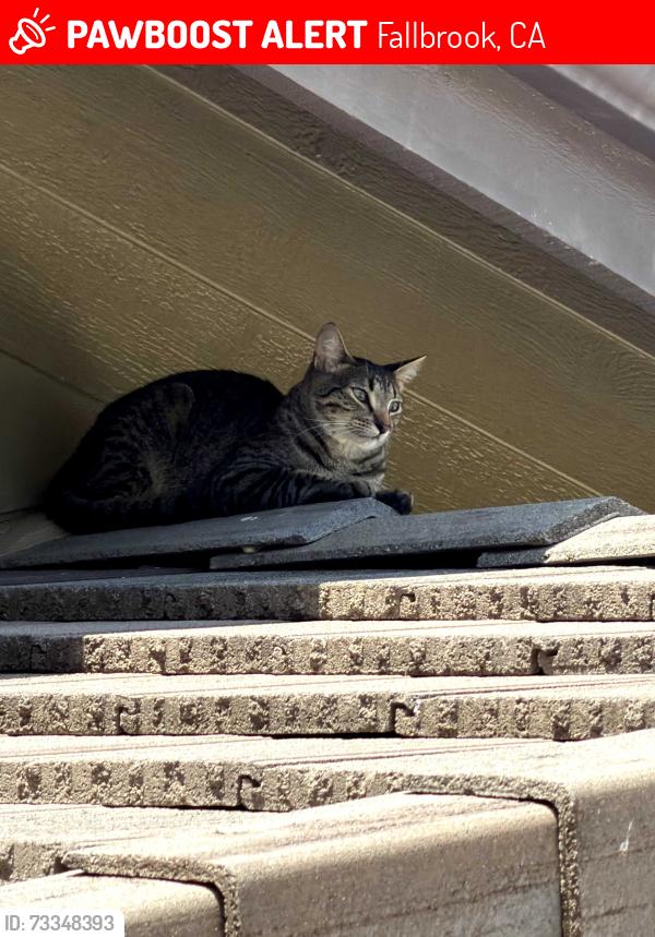 Lost Male Cat last seen Wilt Rd, Fallbrook, CA 92028