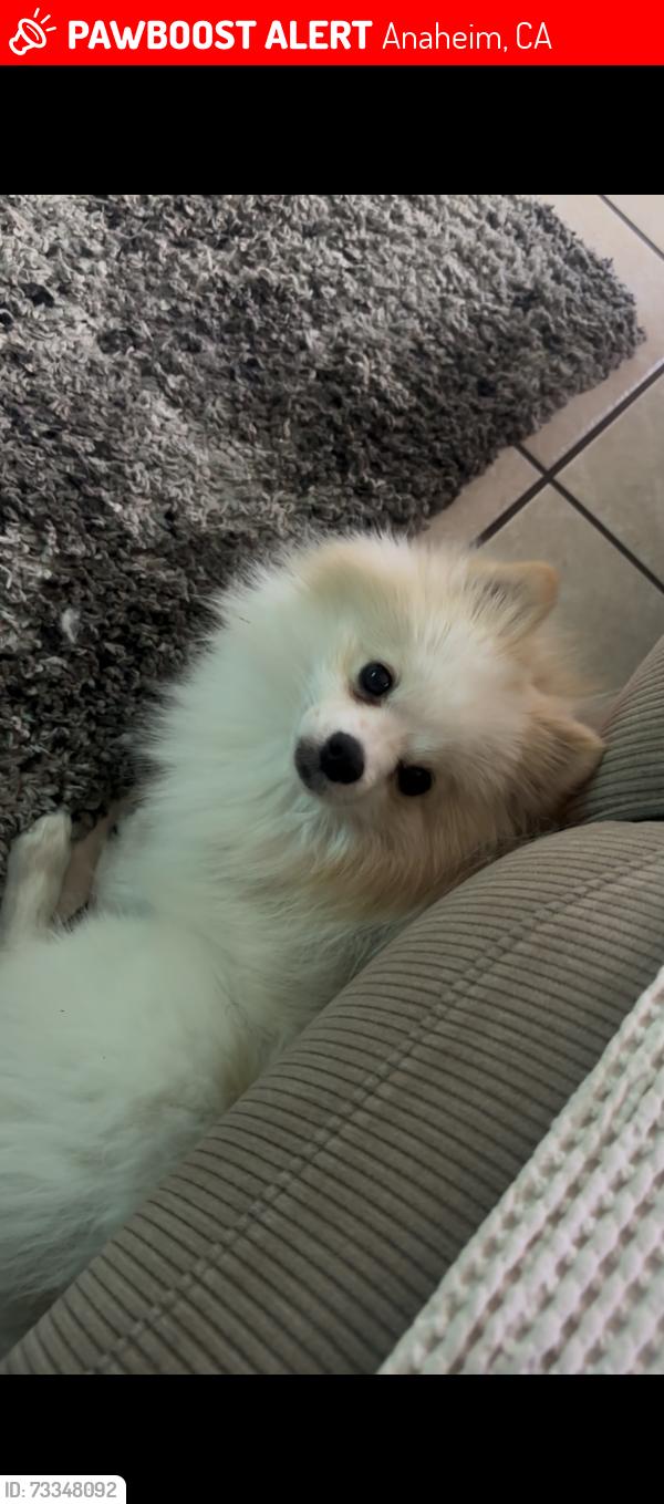 Lost Male Dog last seen South and olive Anaheim California, Anaheim, CA 92805