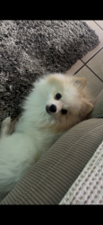 Lost Male Dog last seen South and olive Anaheim California, Anaheim, CA 92805