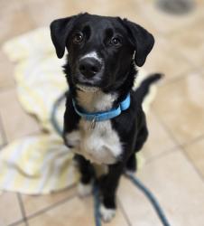 Shelter Stray Male Dog last seen SW 2nd/Madison, PORTLAND, OR, 97233, 1700 W Historic Columbia River Hwy, Troutdale, OR 97060, USA
