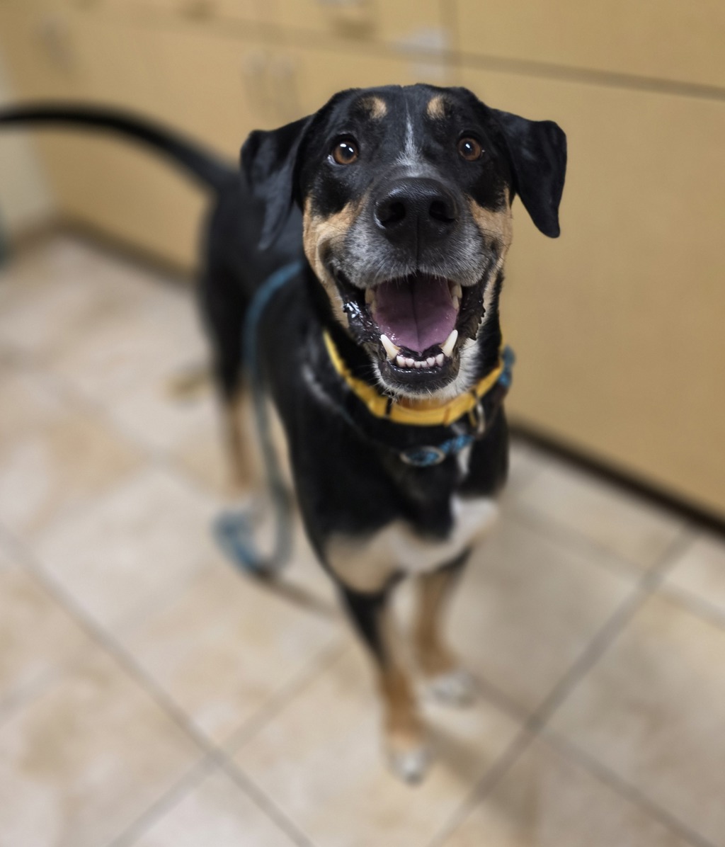 Shelter Stray Male Dog last seen SE 92nd / SE Foster, PORTLAND, OR, 97266, 1700 W Historic Columbia River Hwy, Troutdale, OR 97060, USA