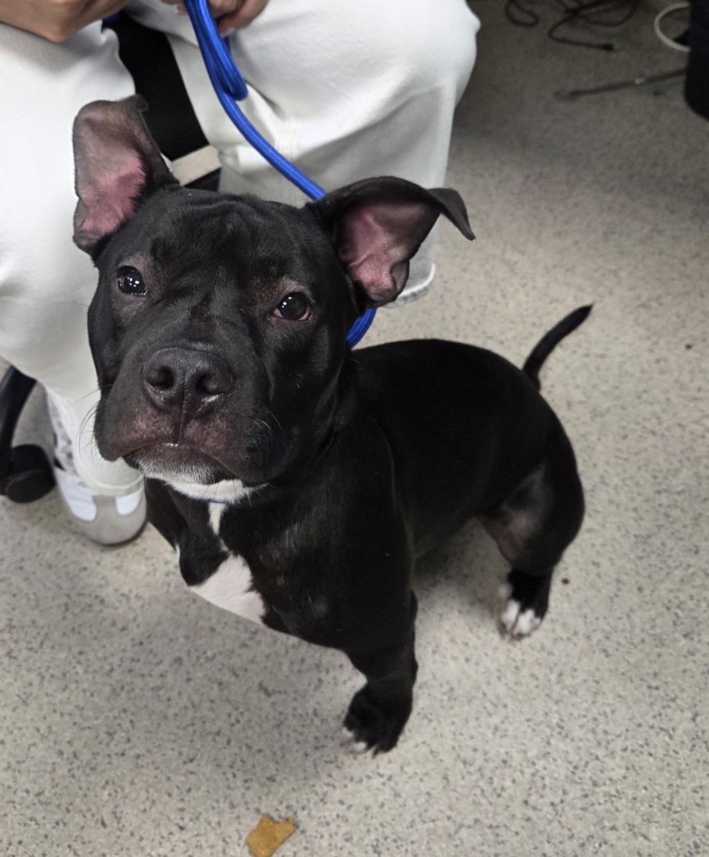Shelter Stray Male Dog last seen 3rd avenue 61st, Manhattan, NY, 10065, 326 E 110th St, New York, NY 10029, USA
