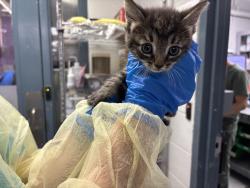 Shelter Stray Male Cat last seen Near Leland Avenue, BRONX, NY, 10473, 326 E 110th St, New York, NY 10029, USA