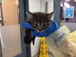 Shelter Stray Unknown Cat last seen Near Leland Avenue, BRONX, NY, 10473, 326 E 110th St, New York, NY 10029, USA