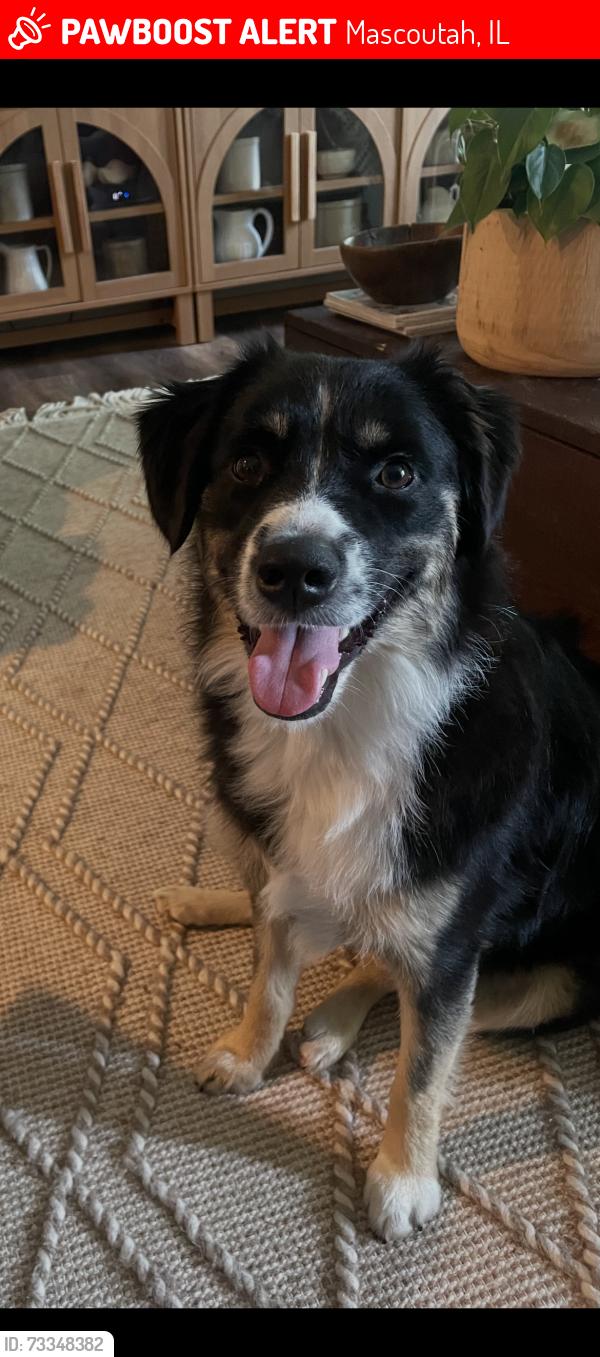 Lost Female Dog last seen Fox Run - Hunter’s Creek Neighborhood, Mascoutah, IL 62258