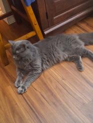 Lost Male Cat last seen Madrona and Liberty, Salem, OR 97302
