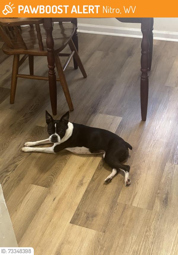 Found/Stray Female Dog last seen Cross Lanes Drive Timber Creek Lane, Nitro, WV 25143