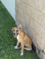 Found/Stray Female Dog last seen United/Wing Stop Gem Lake Road, Amarillo, TX 79106