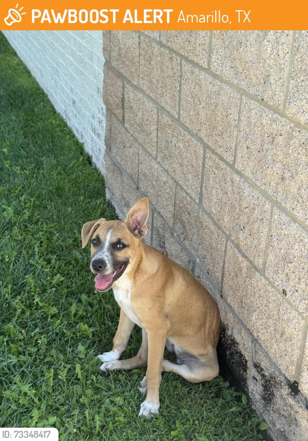 Found/Stray Female Dog last seen United/Wing Stop Gem Lake Road, Amarillo, TX 79106
