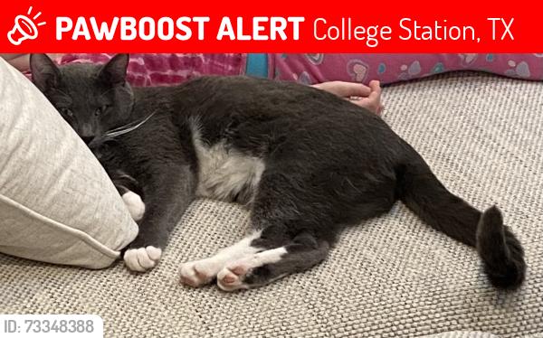 Lost Female Cat last seen Lowry Meadow Lane and Cedar Creek Court, College Station, TX 77845