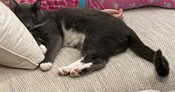 Lost Female Cat last seen Lowry Meadow Lane and Cedar Creek Court, College Station, TX 77845