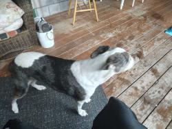 Found/Stray Female Dog last seen Perdita and knapp, Edgewater, FL 32132
