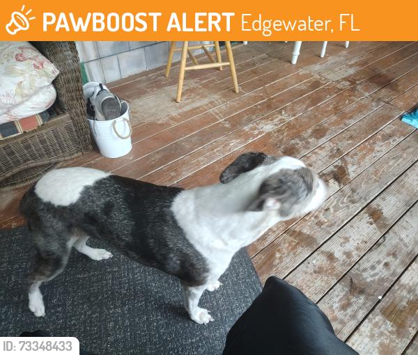 Found/Stray Female Dog last seen Perdita and knapp, Edgewater, FL 32132