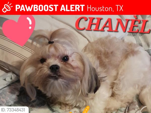 Lost Female Dog last seen Wayside & Telephone, Houston, TX 77023