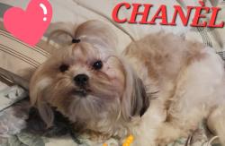 Lost Female Dog last seen Wayside & Telephone, Houston, TX 77023