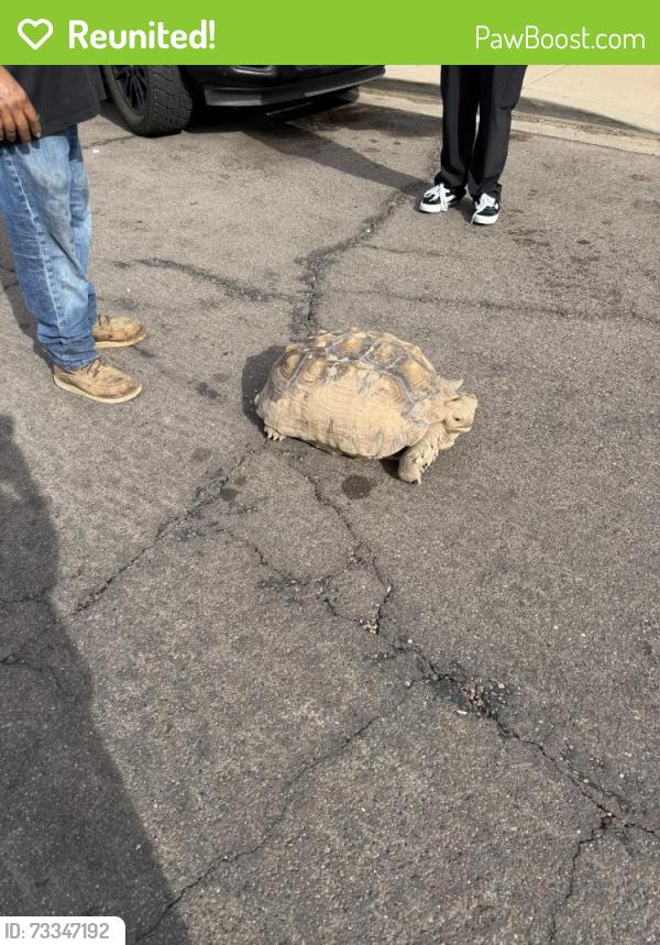 Reunited Unknown Reptile last seen Stapley and 7th ave, Mesa, AZ 85204