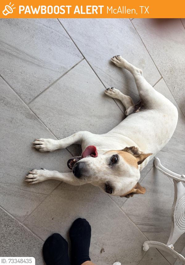 Found/Stray Male Dog last seen 23rd and Oxford McAllen, McAllen, TX 78504