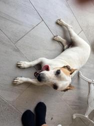 Found/Stray Male Dog last seen 23rd and Oxford McAllen, McAllen, TX 78504