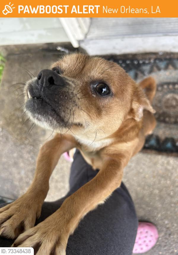Found/Stray Male Dog last seen Jo Ann Pl, algiers, New Orleans, LA 70114