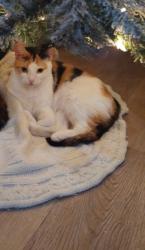 Reunited Female Cat last seen Food 4 les, Los Angeles, CA 90037
