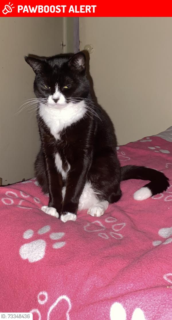 Lost Male Cat last seen Northolt Station, Greater London, England 