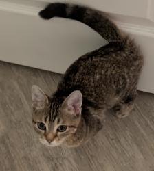 Found/Stray Female Cat last seen Breconshire Rd / Castlehill Ct, Ellicott City, MD 21042