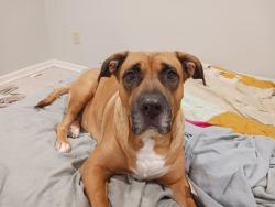 Reunited Female Dog last seen Between Glenwood Ave & Beaudry Lake, by Powell Park., Big Lake, MN 55309