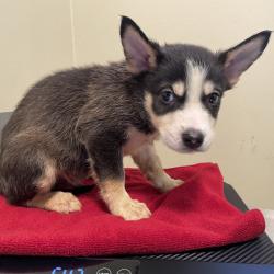 Shelter Stray Male Dog last seen , 361 S Raymond Ave, Pasadena, CA 91105, USA