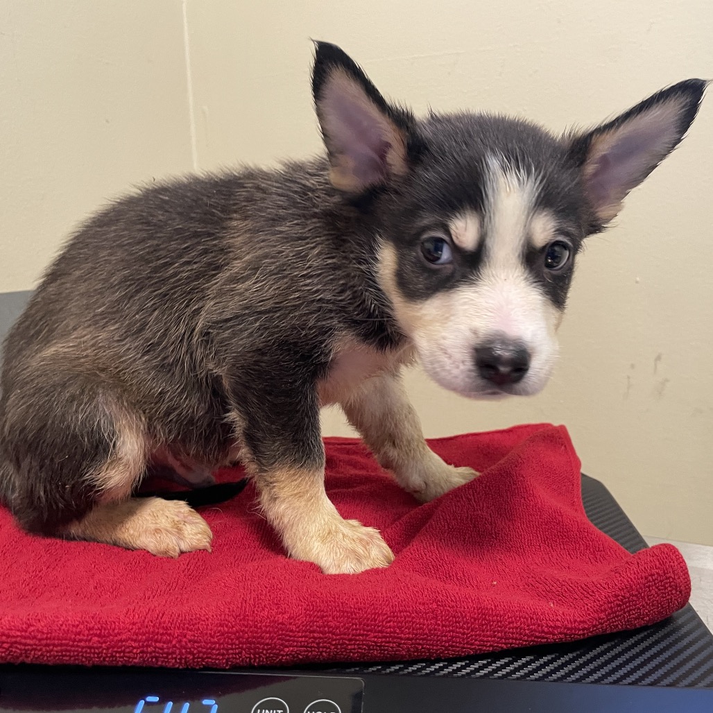 Shelter Stray Male Dog last seen , 361 S Raymond Ave, Pasadena, CA 91105, USA