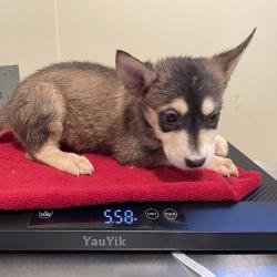 Shelter Stray Female Dog last seen , 361 S Raymond Ave, Pasadena, CA 91105, USA