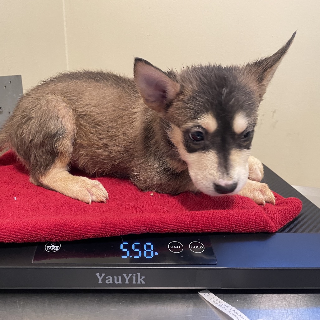 Shelter Stray Female Dog last seen , 361 S Raymond Ave, Pasadena, CA 91105, USA