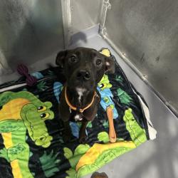 Shelter Stray Male Dog last seen , 167 Conklin Ave, Binghamton, NY 13903, USA
