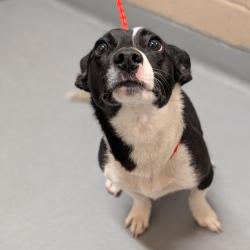 Shelter Stray Female Dog last seen , 2608 Center St, Tacoma, WA 98409, USA