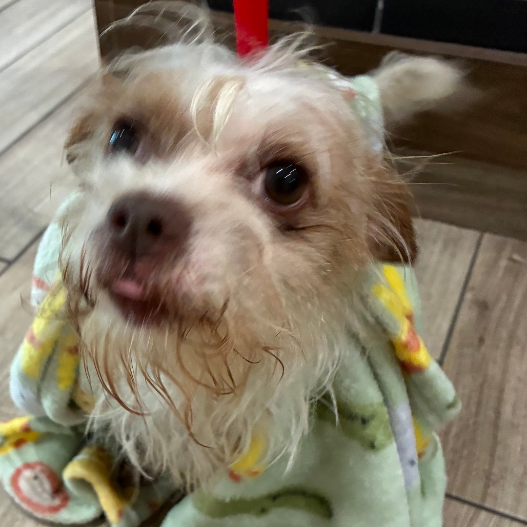 Shelter Stray Male Dog last seen , 1013 Garfield St, Oak Park, IL 60304, USA