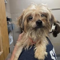 Shelter Stray Male Dog last seen , 2608 Center St, Tacoma, WA 98409, USA